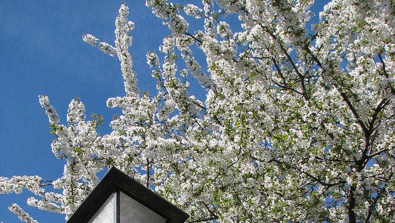 Hanami in Neuhausen. Hanami in Neuhausen.
