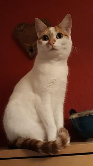 Ilvy