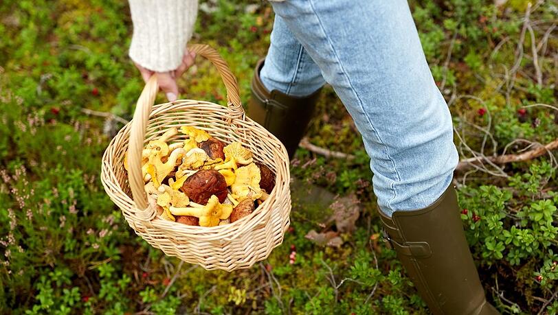 Pilzesammeln geh&ouml;rt f&uuml;r viele fest zum Herbst.