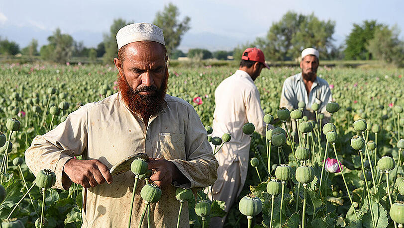 Schlafmohnernte in Nangarhar in Afghanistan Schlafmohnernte in Nangarhar in Afghanistan