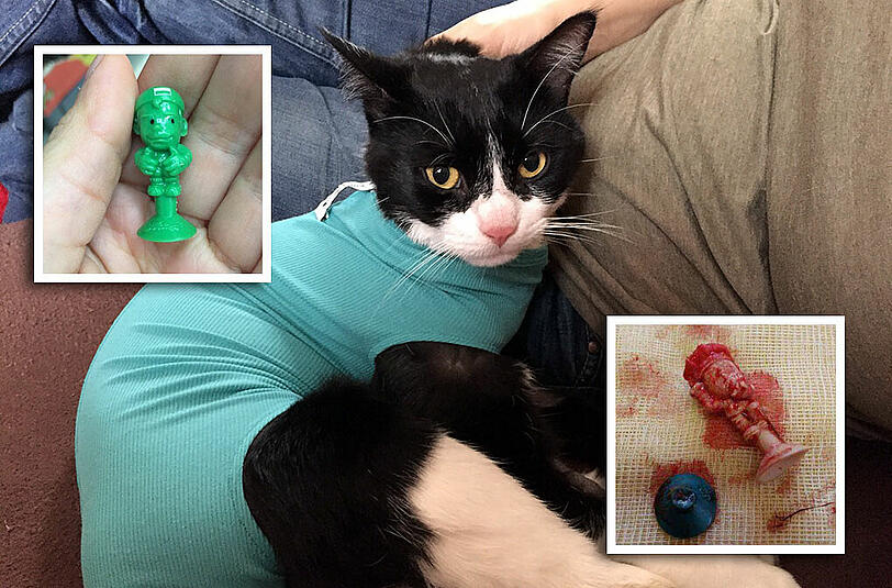 Noch angeschlagen von der Operation: Der zweijährige Kater Spike hat ein Stikee verschluckt &ndash; und wäre fast gestorben.