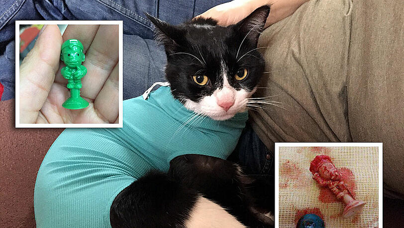 Noch angeschlagen von der Operation: Der zweijährige Kater Spike hat ein Stikee verschluckt – und wäre fast gestorben. Noch angeschlagen von der Operation: Der zweijährige Kater Spike hat ein Stikee verschluckt – und wäre fast gestorben.
