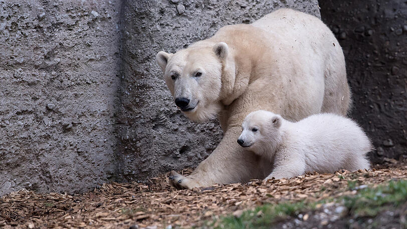 Platz 9: Der Tierpark Hellabrunn.