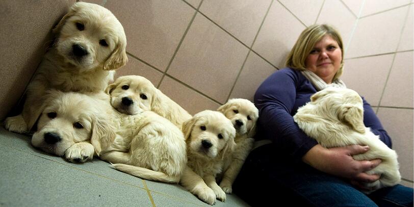 Heike Weber, die Leiterin des Nuernberger Tierheims, mit sechs Retriever-Welpen. Die Hundebabys waren zusammen mit 86 anderen am Montag von der Polizei aus einem qualvollen Tiertransport befreit worden.