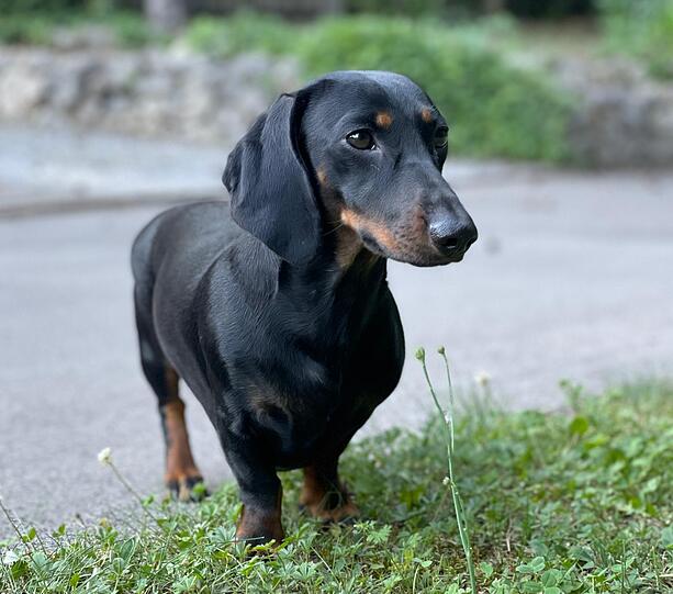 Püppi