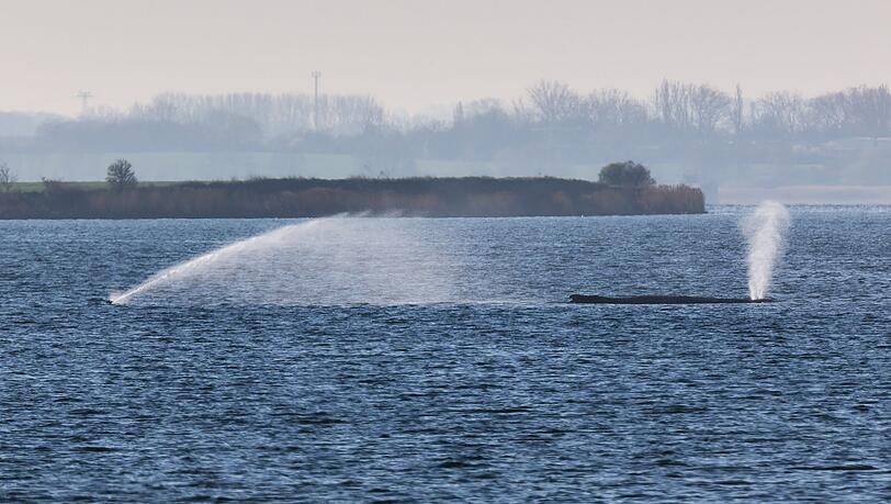 Der Buckelwal liegt am fr&uuml;hen Vormittag noch immer auf einer Sandbank vor der Insel Poel.