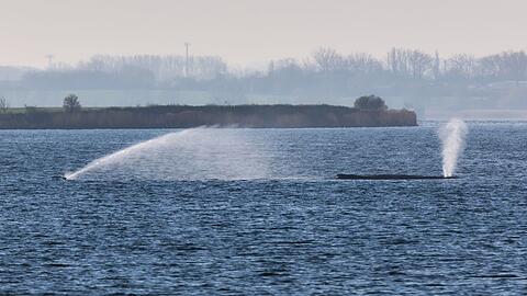 Der Buckelwal liegt am fr&uuml;hen Vormittag noch immer auf einer Sandbank vor der Insel Poel.