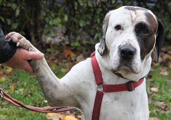Lebt jetzt bei einem Münchner Ehepaar: Bulldog-Mix Josef.