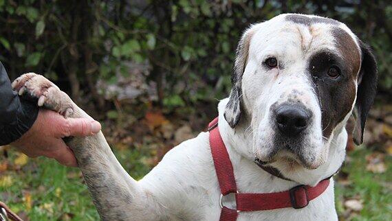 Lebt jetzt bei einem Münchner Ehepaar: Bulldog-Mix Josef. Lebt jetzt bei einem Münchner Ehepaar: Bulldog-Mix Josef.