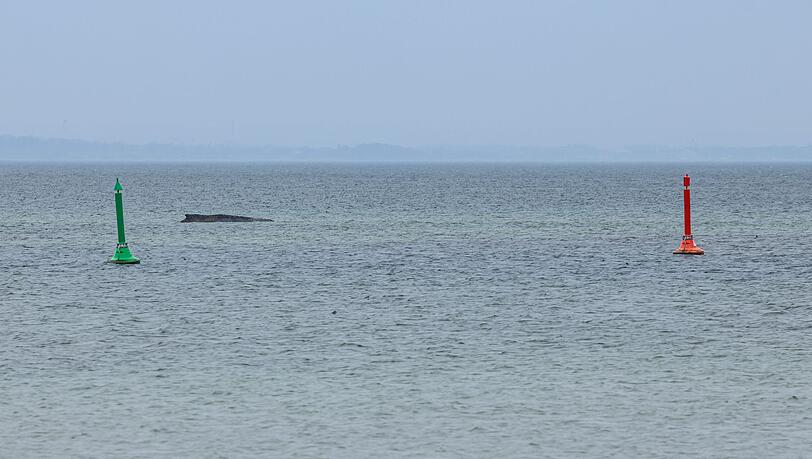 Gegen eine m&ouml;gliche T&ouml;tung des Wals, um ihn von seinen Leiden zu erl&ouml;sen, spricht laut Expertin einiges.