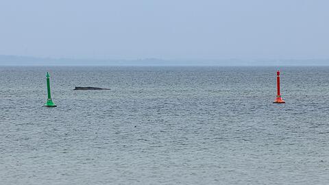 Gegen eine m&ouml;gliche T&ouml;tung des Wals, um ihn von seinen Leiden zu erl&ouml;sen, spricht laut Expertin einiges.