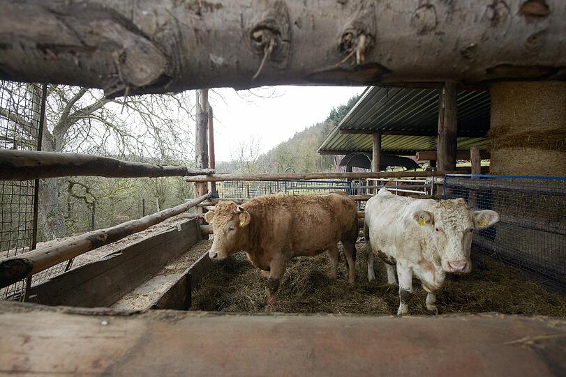 Eine Bäuerin im Oberallgäu wurde von einem Jungstier schwer verletzt. (Symbolbild)