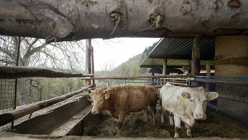 Eine Bäuerin im Oberallgäu wurde von einem Jungstier schwer verletzt. (Symbolbild)
