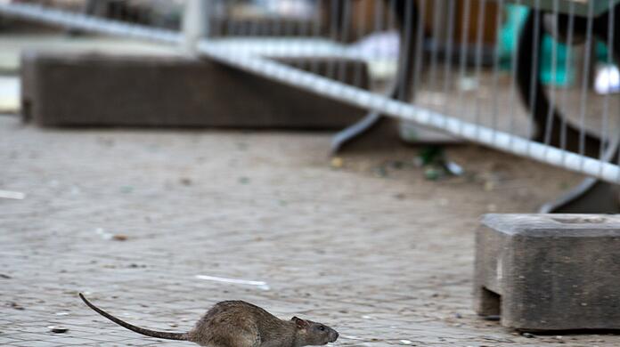 Mehrere Verbände warnen vor Rattenplagen in Deutschland. (Archivbild)