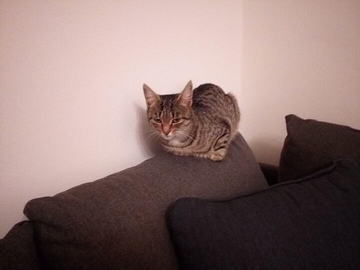 Bis auf Weiteres kann die Katze bei der Finderin bleiben.