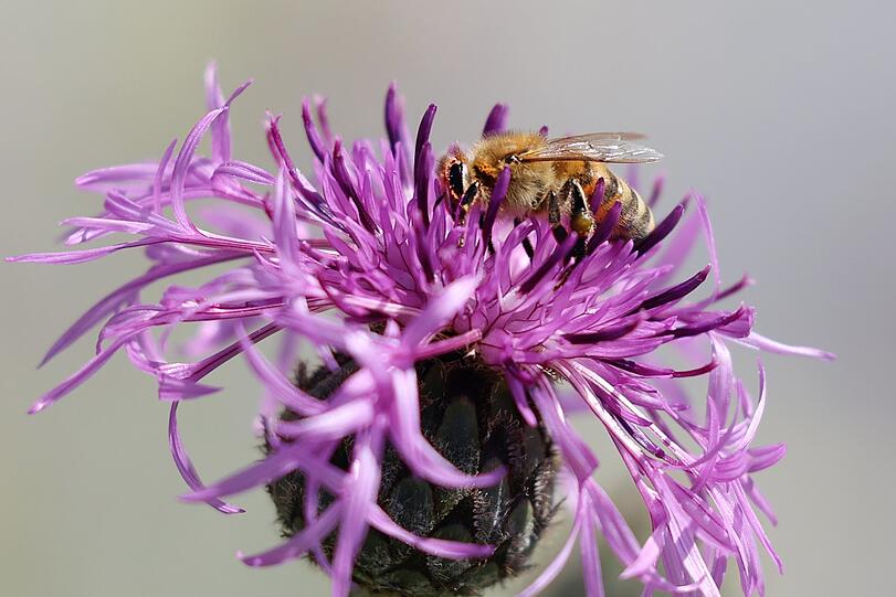 Ampfingstraße: An dieser Flockenblume hat das Bienchen seine Freude.