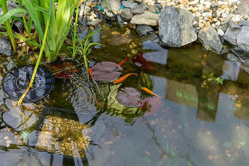 Bereits im September kann damit begonnen werden, den Gartenteich winterfest zu machen. Abgestorbene Pflanzenreste, Laub und Schlamm sollten entfernt werden, damit das Wasser nicht kippt. Ein Laubnetz erspart später viel Arbeit. Sinkt die Wassertemperatur auf unter 10 °C, brauchen Fische ein spezielles Winterfutter - oder gar keine Fütterung mehr, da ihr Stoffwechsel dann stark herunterfährt. Bereits im September kann damit begonnen werden, den Gartenteich winterfest zu machen. Abgestorbene Pflanzenreste, Laub und Schlamm sollten entfernt werden, damit das Wasser nicht kippt. Ein Laubnetz erspart später viel Arbeit. Sinkt die Wassertemperatur auf unter 10 °C, brauchen Fische ein spezielles Winterfutter - oder gar keine Fütterung mehr, da ihr Stoffwechsel dann stark herunterfährt.