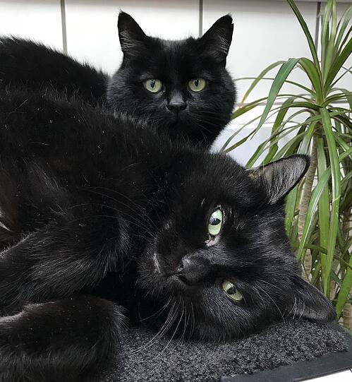 Sheila und Simba
