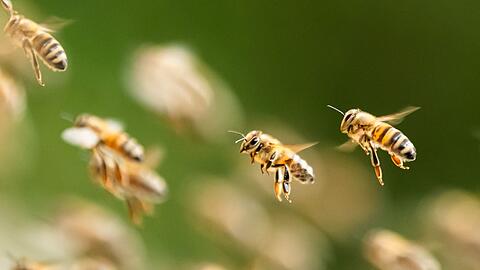 Bienen fliegen zu Bienenstöcken an einem Waldrand.