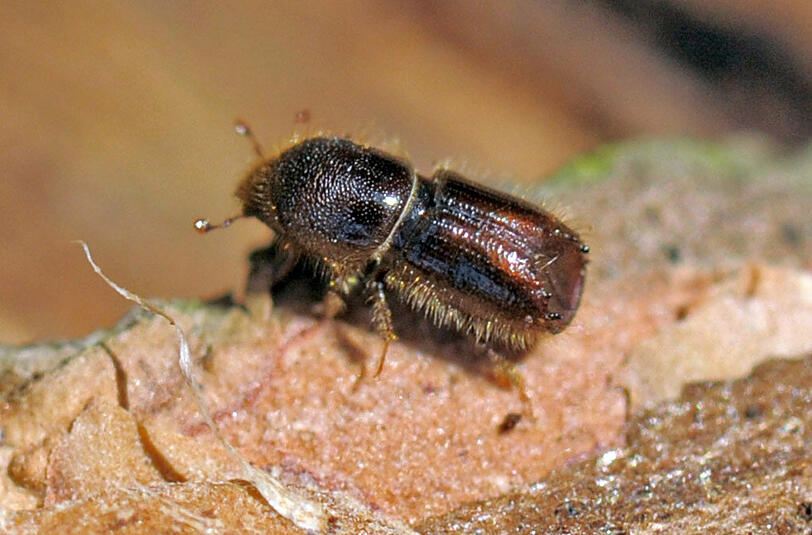 Borkenkäfer sind nur etwa einen halben Zentimeter lang. Doch wenn sie zu Tausenden ausschwärmen, zittern die Waldbesitzer.