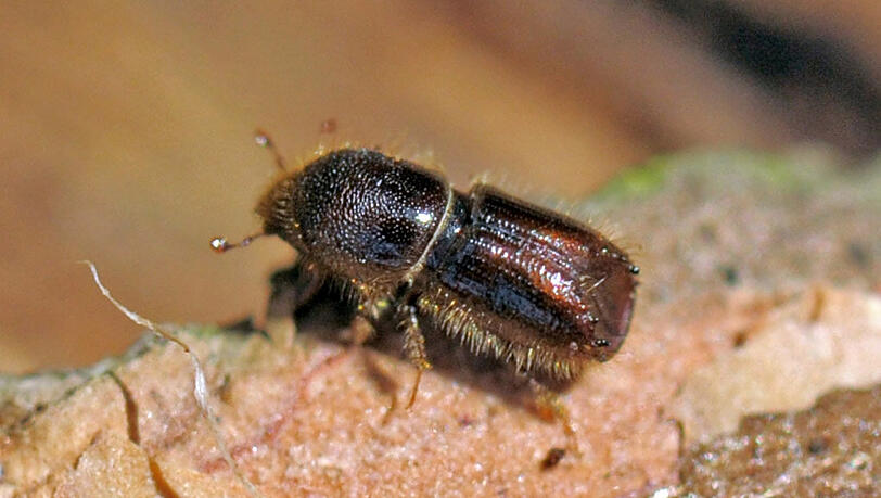Borkenkäfer sind nur etwa einen halben Zentimeter lang. Doch wenn sie zu Tausenden ausschwärmen, zittern die Waldbesitzer. Borkenkäfer sind nur etwa einen halben Zentimeter lang. Doch wenn sie zu Tausenden ausschwärmen, zittern die Waldbesitzer.