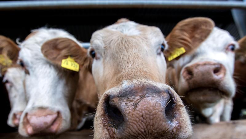 Junge Färsen stehen in einem Stall eines Biobetriebs.