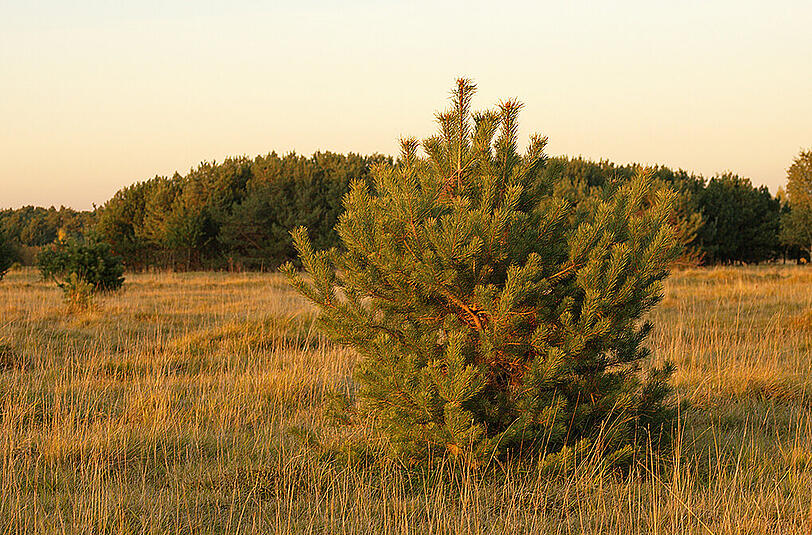 Malerisch: die Fröttmaninger Heide.