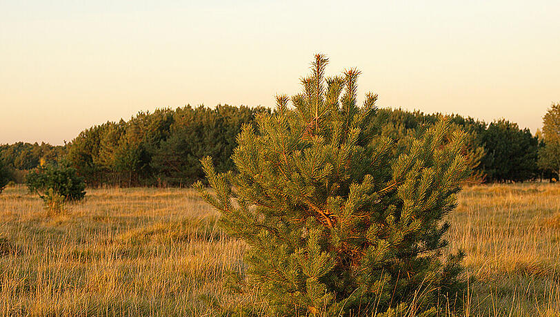 Malerisch: die Fröttmaninger Heide.