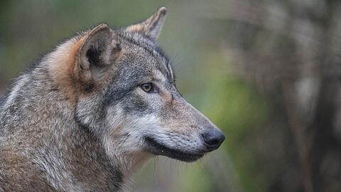 Ein Wolf läuft durch ein Freigehege in einem Wildpark.
