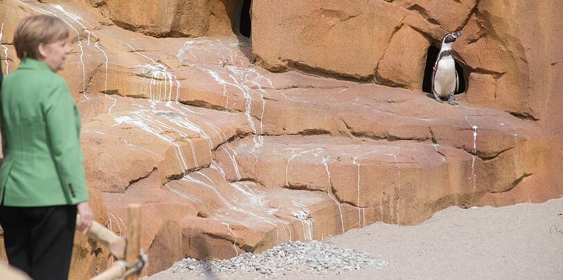 Fernab der Probleme in Berlin hat Kanzlerin Angela Merkel tierisch Spaß in einem Tierpark in der Nähe von Rostock. Die Bilder.