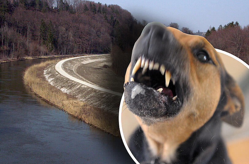 In Pullach wurde ein Junge von einem scharz-braunen Hund böse in den Schritt gebissen. (Symbolbild)