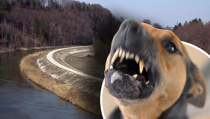 In Pullach wurde ein Junge von einem scharz-braunen Hund böse in den Schritt gebissen. (Symbolbild) In Pullach wurde ein Junge von einem scharz-braunen Hund böse in den Schritt gebissen. (Symbolbild)