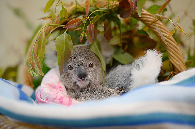 Der kleine Koala nimmt mit einem Kuscheltier vorlieb.