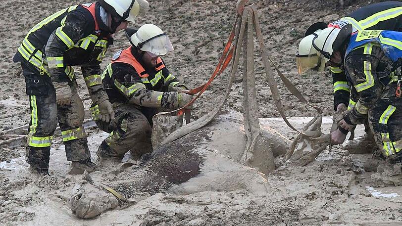 Die Feuerwehr Taufkirchen hat am Sonntag einen ungewöhnlichen Einsatz souverän erledigt: Das im Matsch versunkene Pferd wurde unversehrt gerettet.