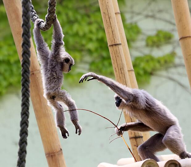 Mia ist die jüngste der fünfköpfigen Silbergibbon-Familie im Tierpark Hellabrunn.