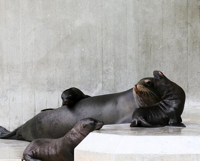 Seelöwe Molly mit den drei Kleinen.