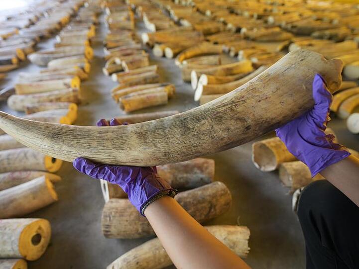 Jährlich werden schätzungsweise immer noch 20.000 Elefanten wegen ihres Elfenbeins getötet.