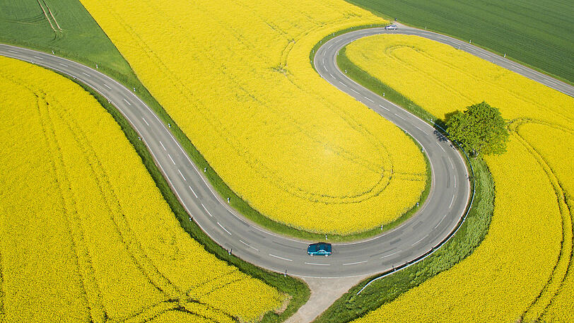 Blühende Rapsfelder: In Deutschland wird Biodiesel vor allem aus Raps hergestellt.