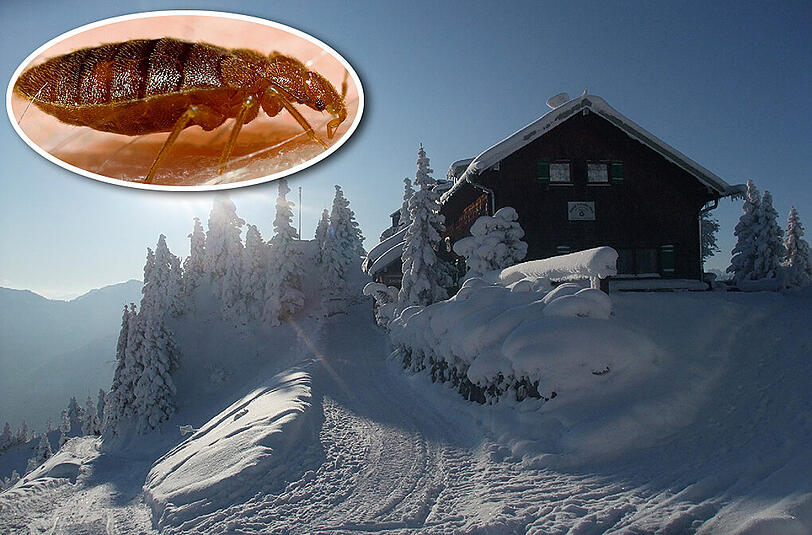 Die Hütte in den Ammergauer Alpen muss zwangsbedingt schließen. Der Grund sind Bettwanzen.