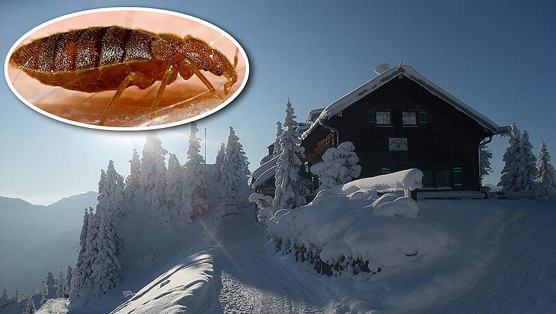 Die Hütte in den Ammergauer Alpen muss zwangsbedingt schließen. Der Grund sind Bettwanzen. Die Hütte in den Ammergauer Alpen muss zwangsbedingt schließen. Der Grund sind Bettwanzen.