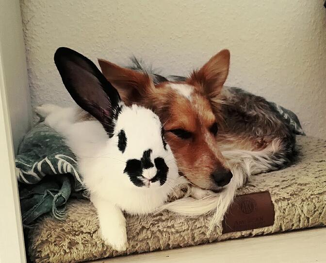 Kaninchen Sissy (Deutsche Riesenschecke) und Border Collie-Mischling Merle