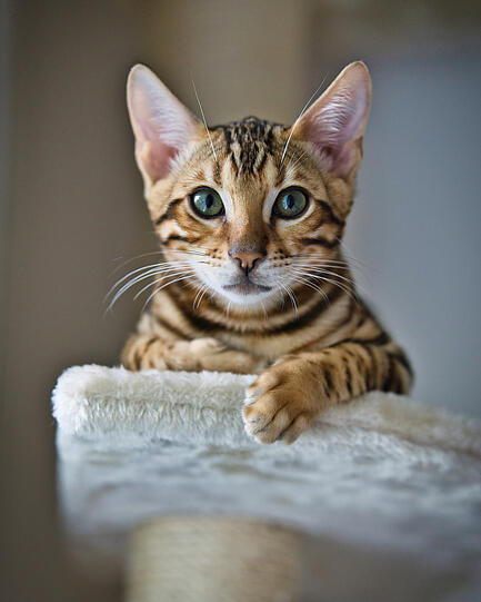 Hugo