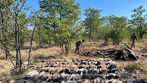 Diesen vergifteten Geiern konnten die Tierschützer nicht mehr helfen.
