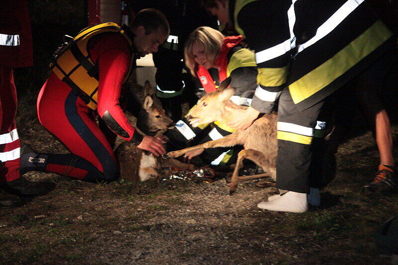 Feuerwehr und Wasserwacht retteten die Rehe aus dem wWsser und brachten sie zum Aufwärmen in eine Scheune.
