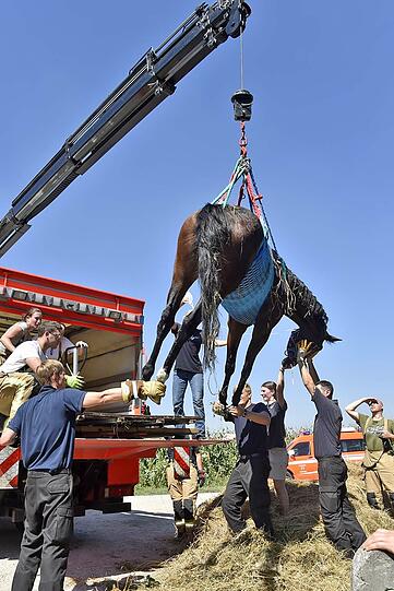 Das Pferd wurde erst ruhig gestellt und dann mittels Seilwinde gerettet.
