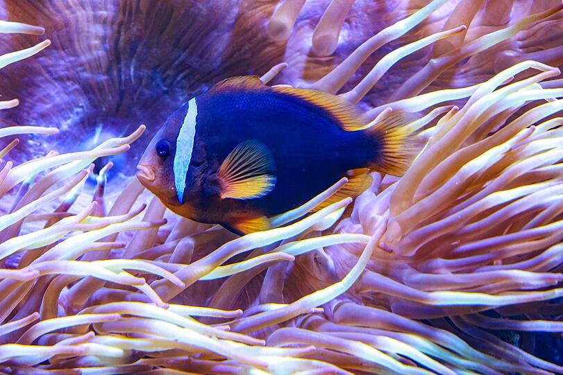 Jeder Anemonenfisch ist transgender. Noch ist er männlich, aber später wird er weiblich. Foto: Bernd Wackerbauer