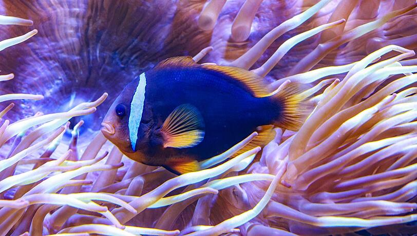 Jeder Anemonenfisch ist transgender. Noch ist er männlich, aber später wird er weiblich. Foto: Bernd Wackerbauer Jeder Anemonenfisch ist transgender. Noch ist er männlich, aber später wird er weiblich. Foto: Bernd Wackerbauer