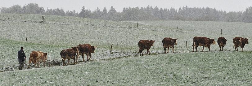 Ein Bauer führt am Samstag bei Miesbach Kühe über eine Weide, die leicht mit Schnee bedeckt ist.