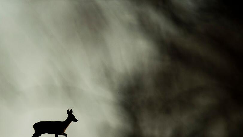 Die Rehe wurden offenbar unter anderem mit einem Pfeil getötet. (Archivbild) Die Rehe wurden offenbar unter anderem mit einem Pfeil getötet. (Archivbild)