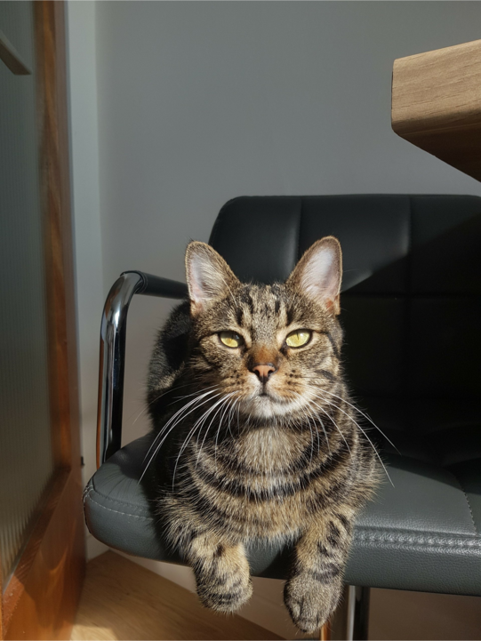 Misha